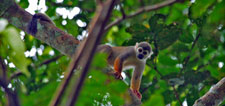 Ecuador-Amazon-Kapawi Amazon Jungle Lodge